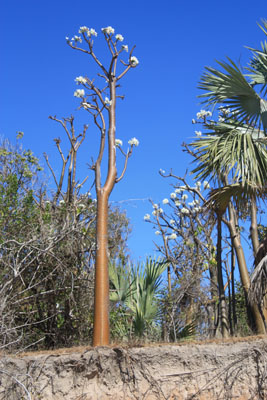 Pachypodium