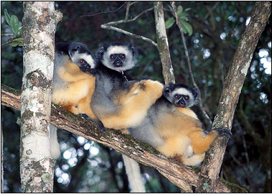 sifakas